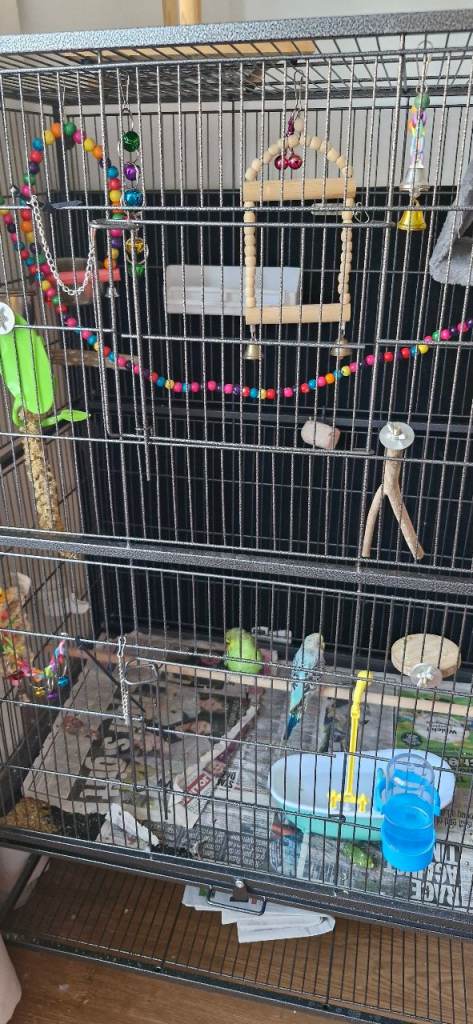 Two baby budgies and cage