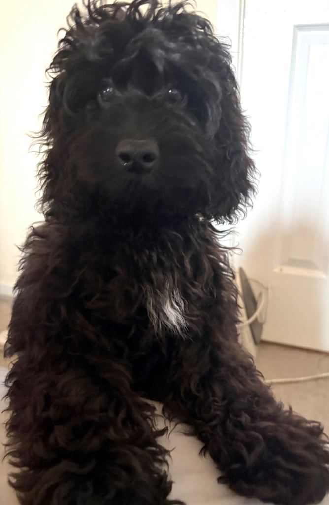 Black Cockapoo 5 months 