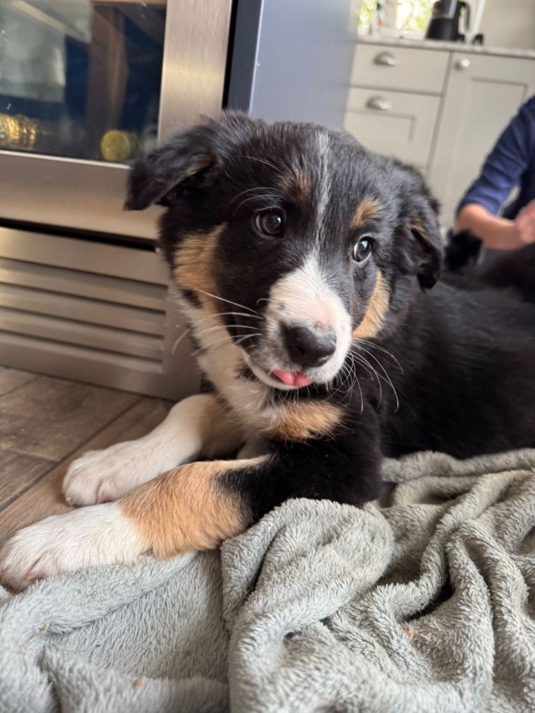 Beautiful BorderCollie Puppies