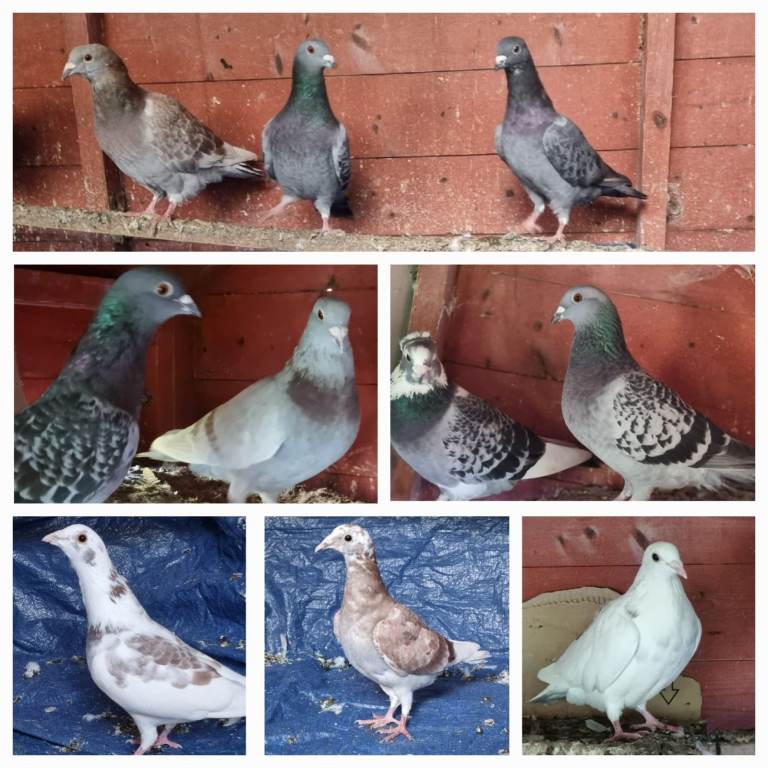 Pigeons, racing and other breeds too, mixed colours and ages, need to go ASAP