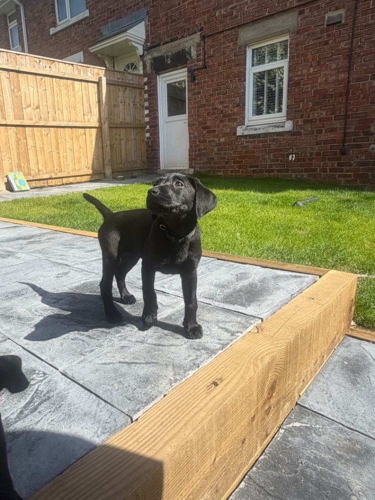 Kc reg labrador puppies