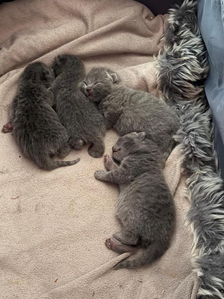 “British Shorthair Blue [Kitten/Cat] – [Age10 weeks]