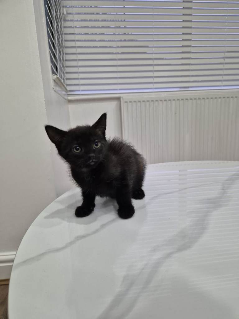 Black kitten 13 weeks 
