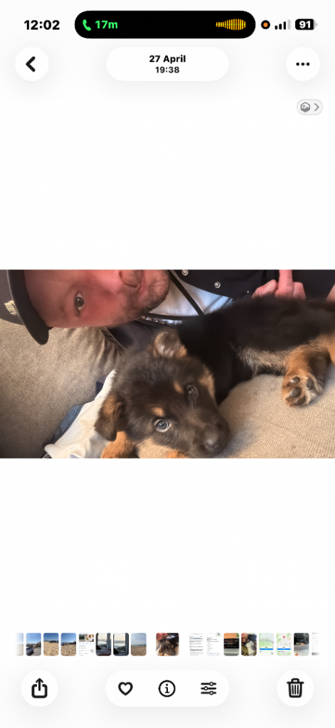 German Shepard puppy