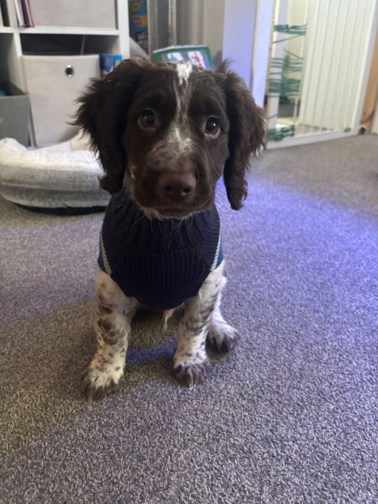 Male 16wk sprocker spaniel 