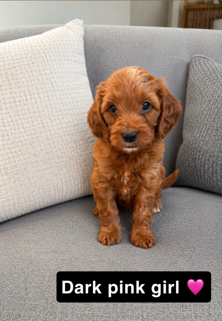 ✨❤️RED f1 cockerpoo puppies✨❤️ 2 girls left!!