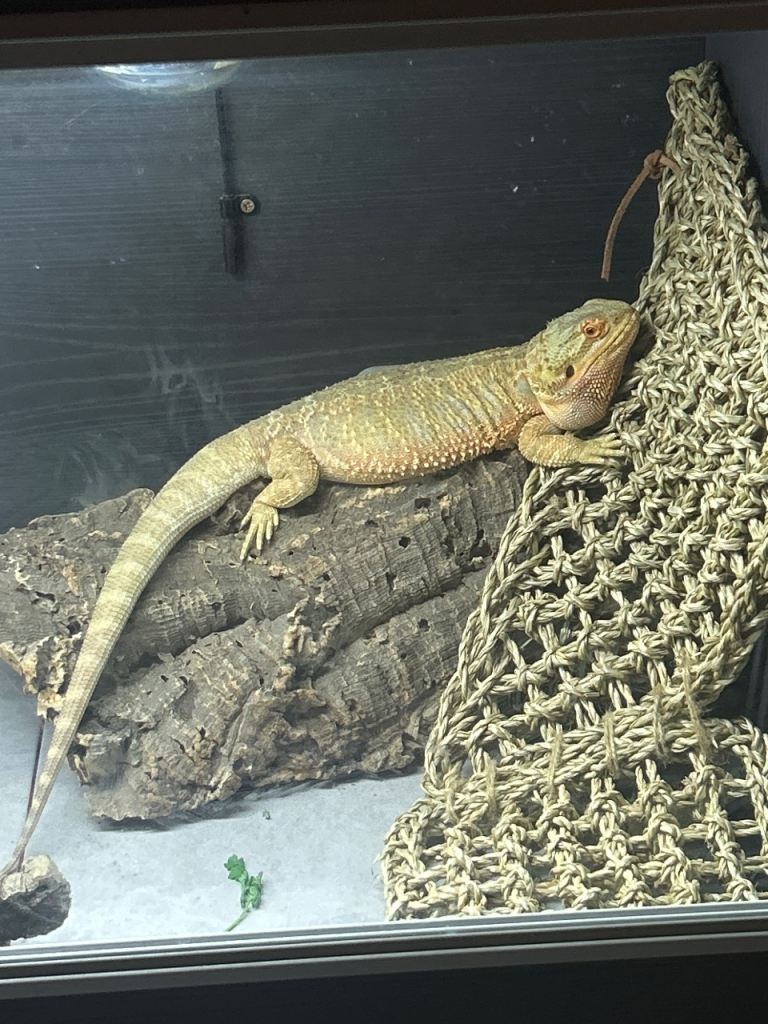 Bearded dragon 