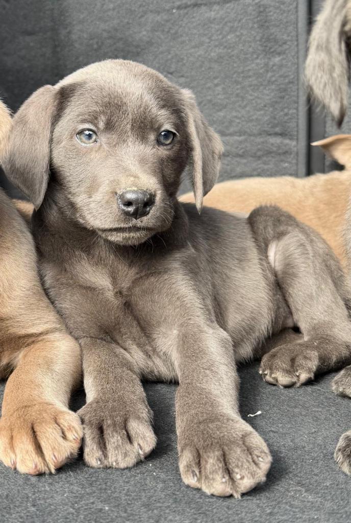 Last remaining Lovely Charcoal boy price reduced to help him find his Forever Home.