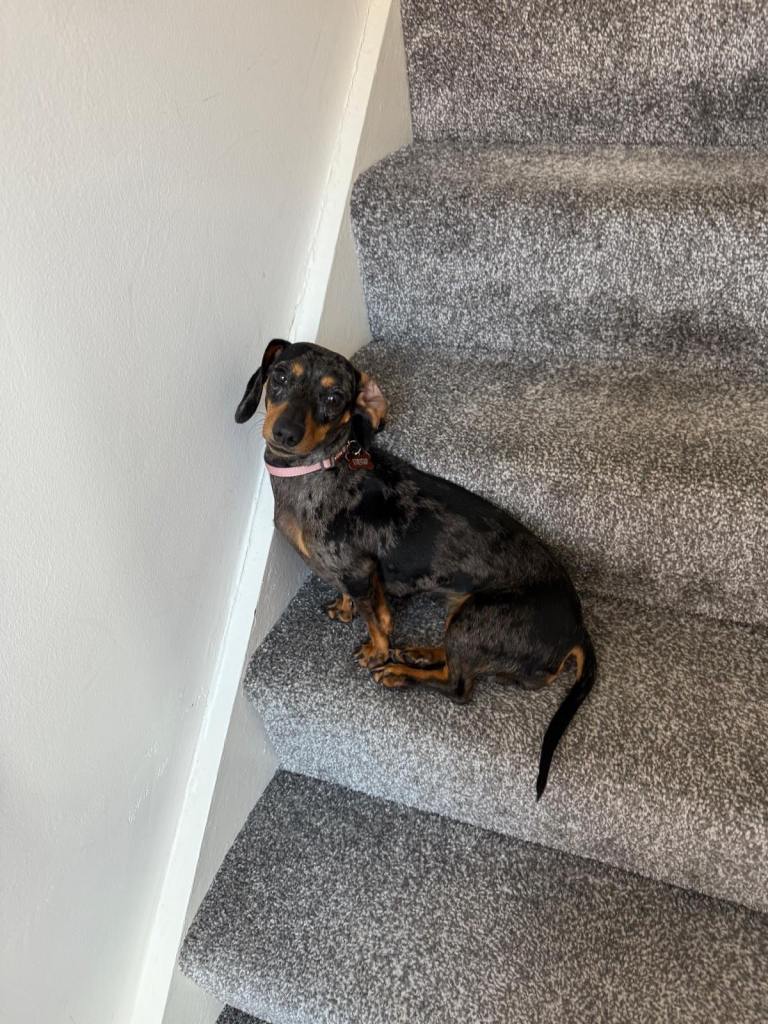 Mini Dapple Dachshund
