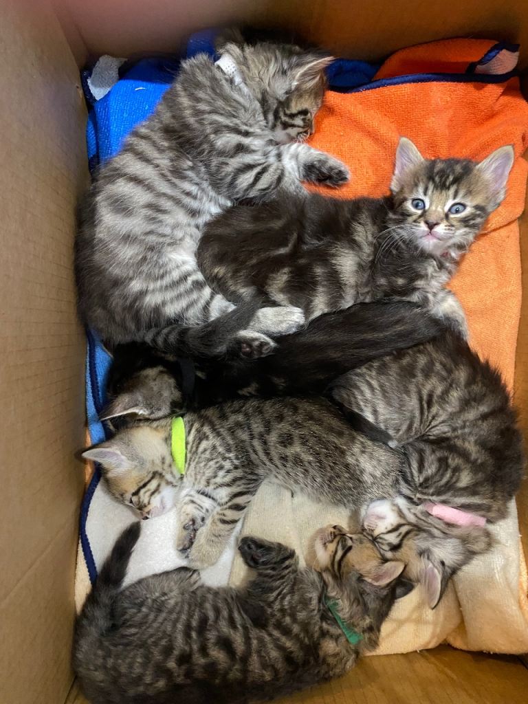 6 Bengal Cross Kittens