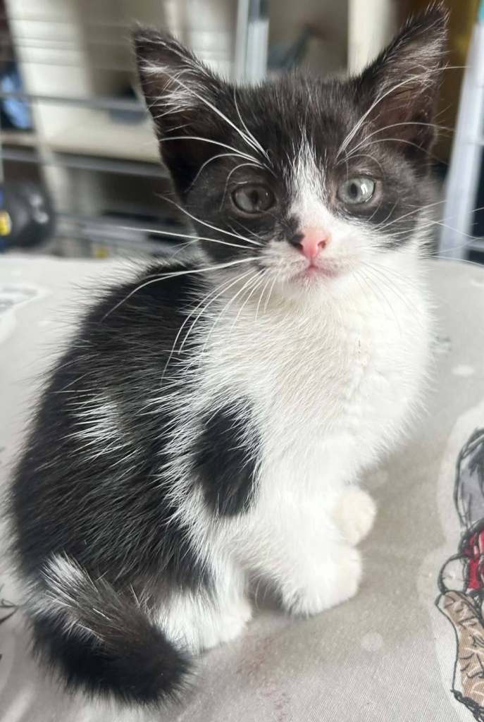 Kittens 