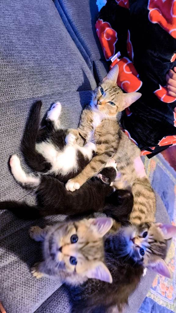 Kittens and mother cat need gone ASAP