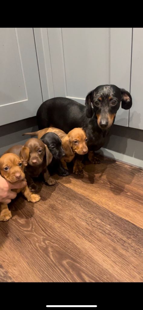 Miniature Dachshund puppies 