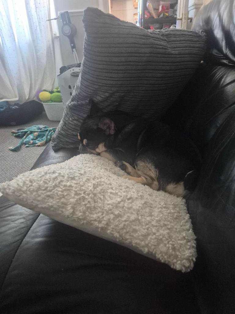 Milo 2yr old french bulldog