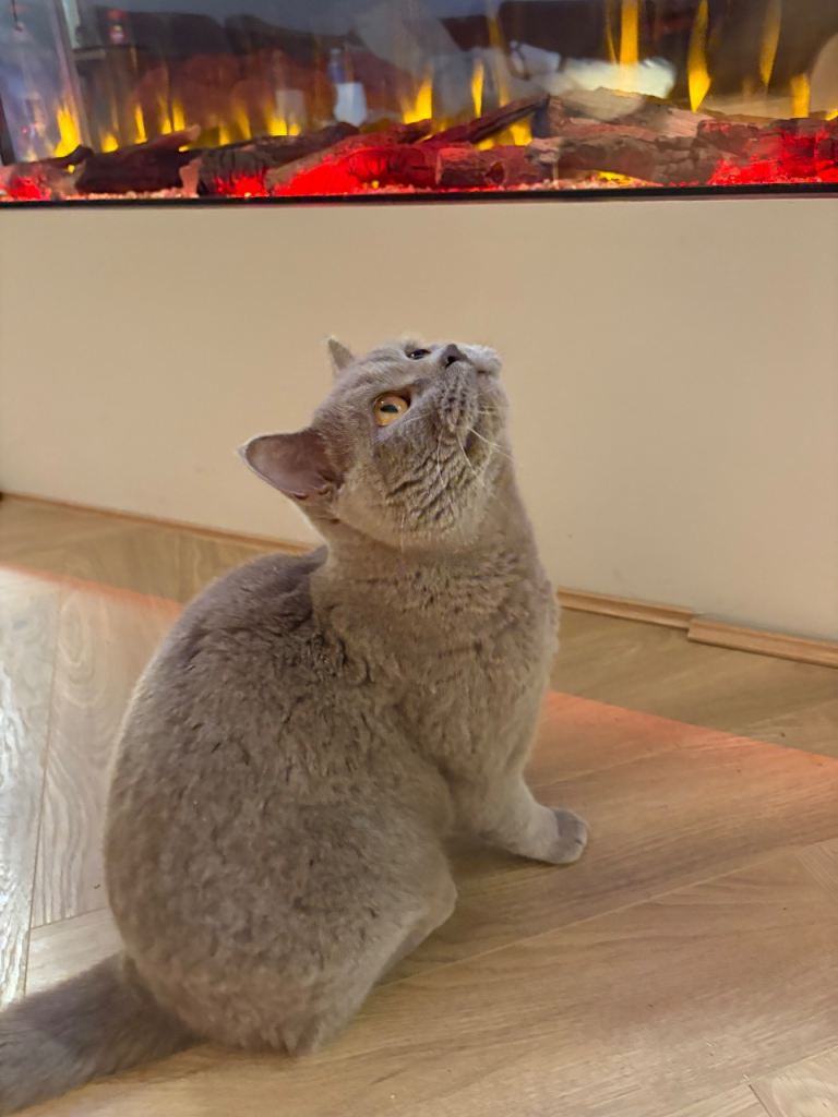 Male British Shorthair Cat