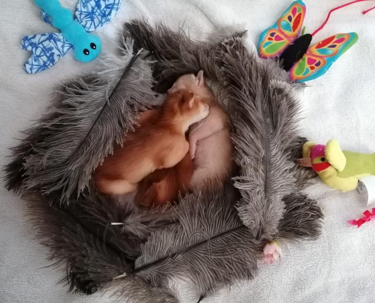 Adorable Abyssinian Kittens – Ready After 5th June