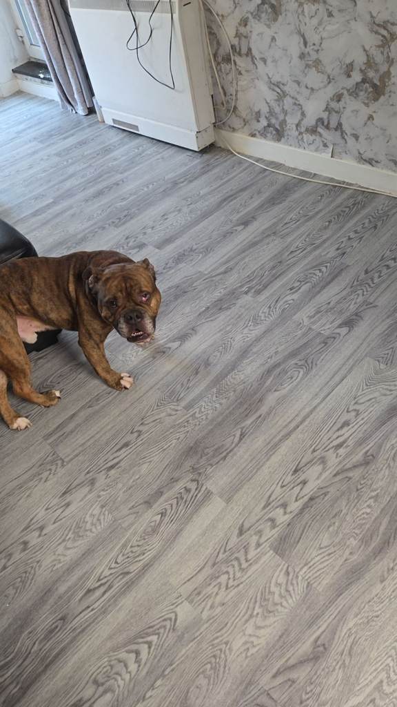 Dog