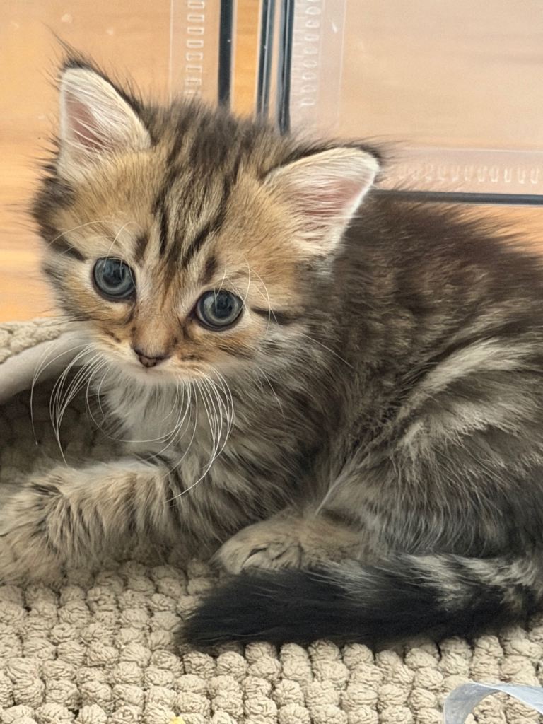 Ragdoll cross