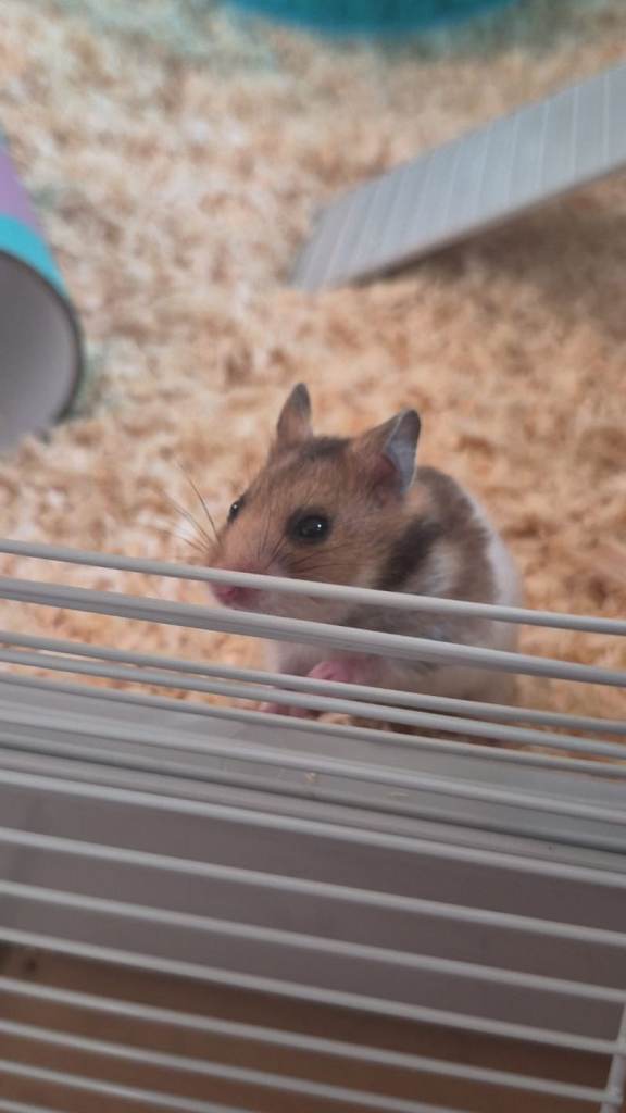 Syrian Hamster