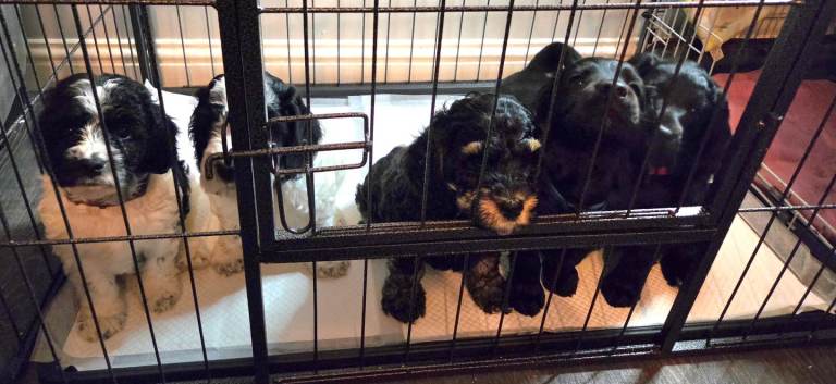 Cockapoo pups