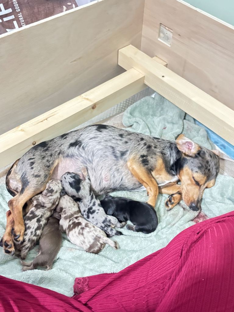 🐾 3 Mini Dachshund x Chihuahua (Chiweenie)