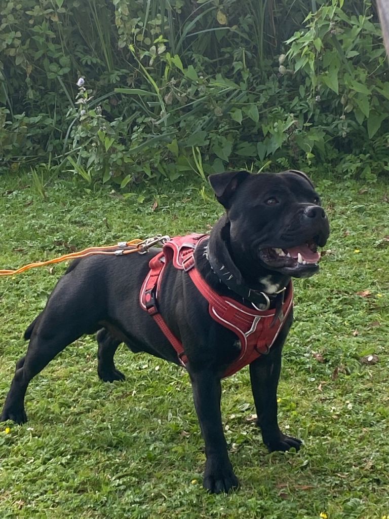 Staffordshire bull terriers pups 
