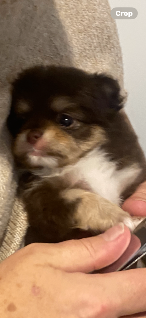 Chocolate tri girl chihuahua 