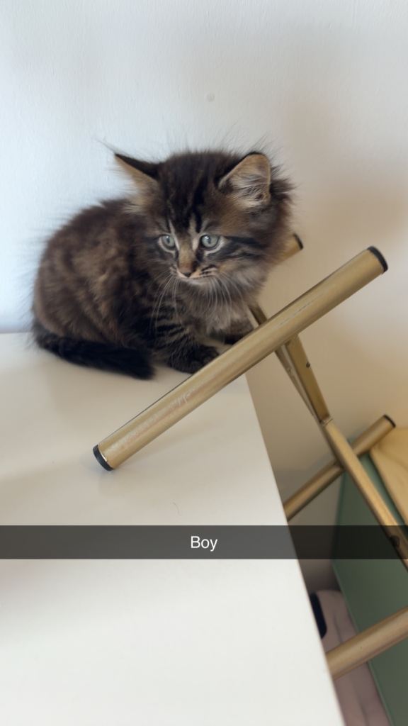 Bengal/tabby