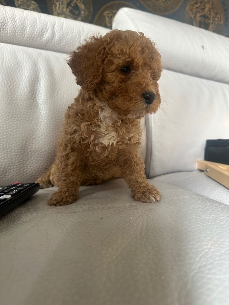 Cockapoo f2
