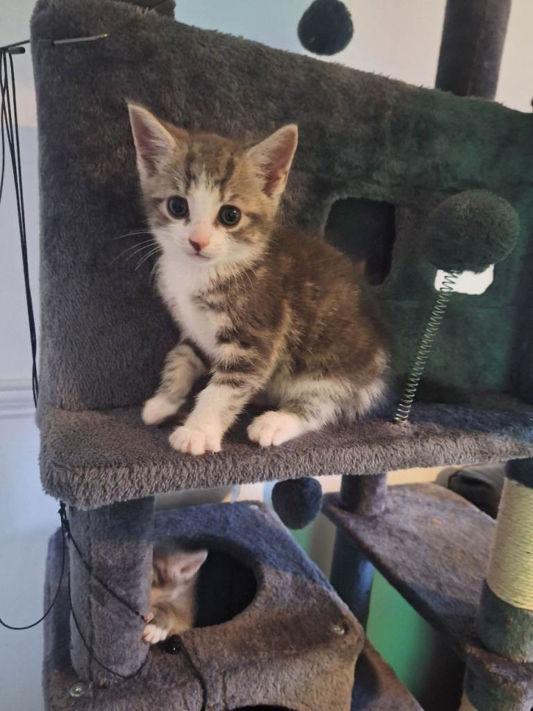 2 kittens left