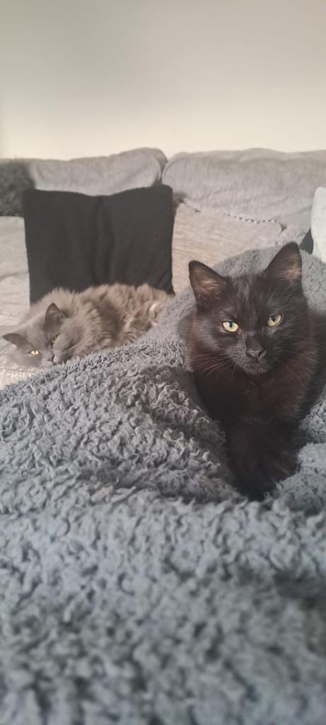 Black cat