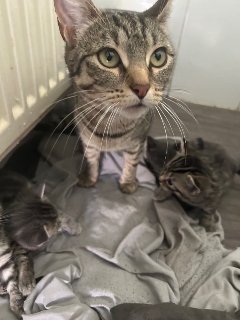 Kittens