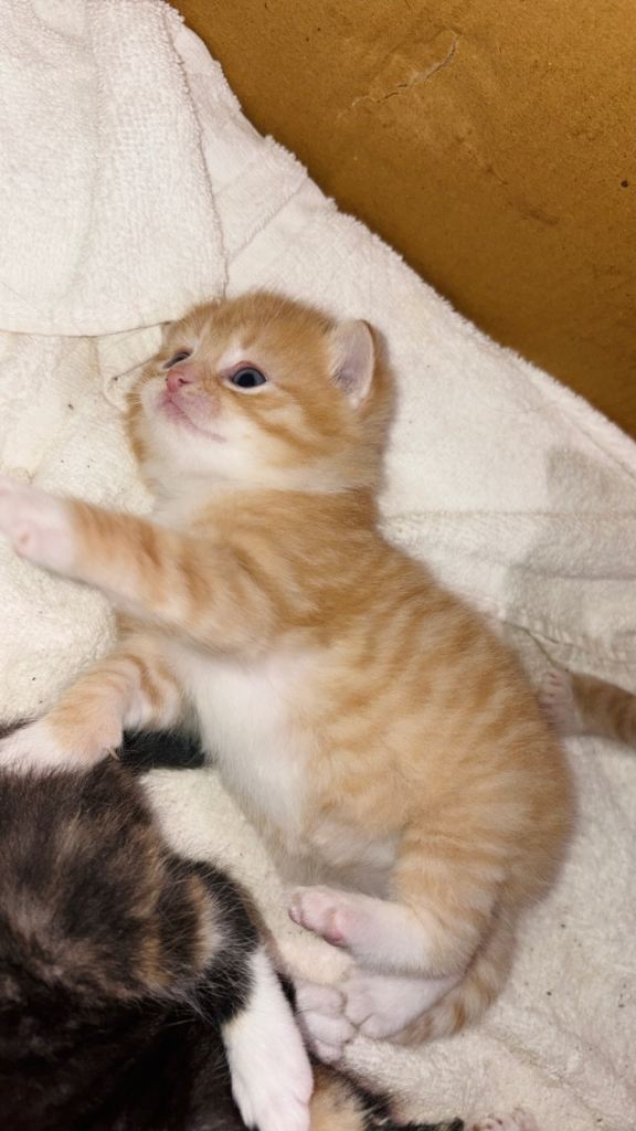 Ginger & Calico Kittens