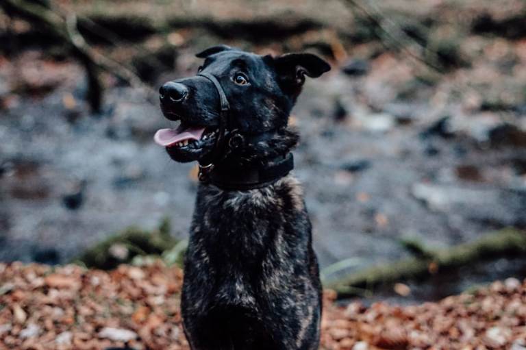 Belgian Shepherd for sale