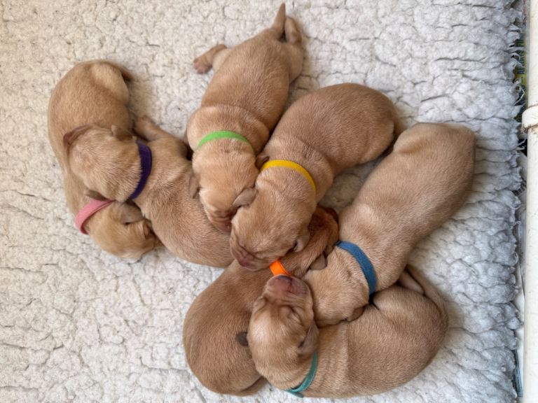 Superb K C Reg. Labrador Puppies 