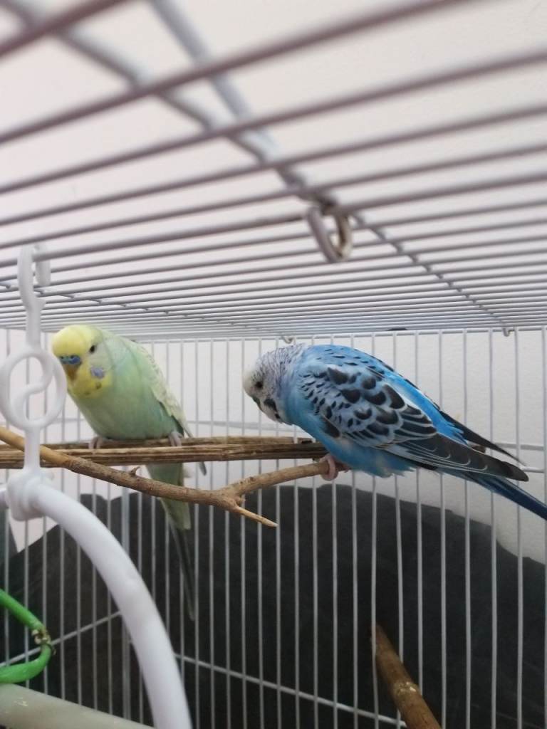 Birds