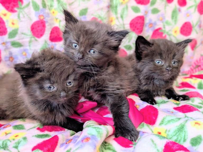 Gorgeous sweet Fluffy Chocolate kittens