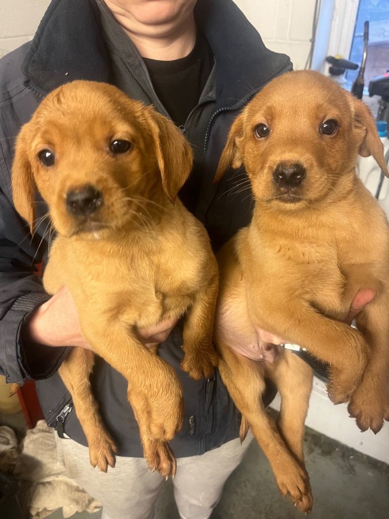 Health tested fox red Labrador pups ready now 