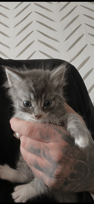 Female kittens for sale 