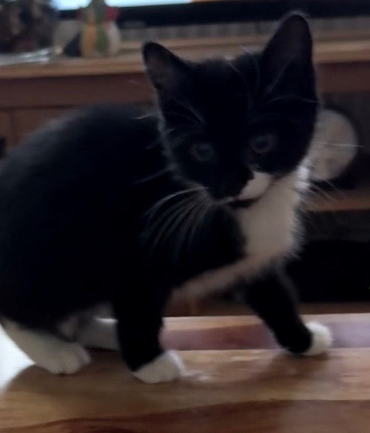 Black & White female kitten - 12 weeks old