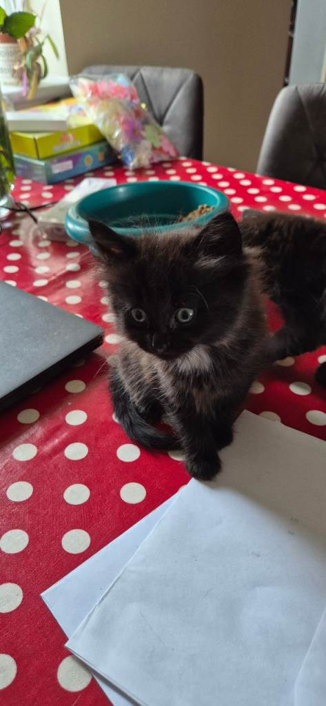 Kittens 