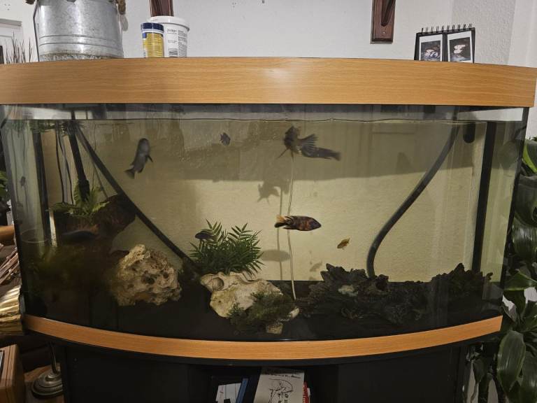 Large Juwel Aquarium (260L) + Malawi Cichlids + Cabinet + Fluval 207 Filter