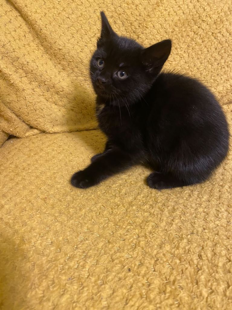 Kittens 