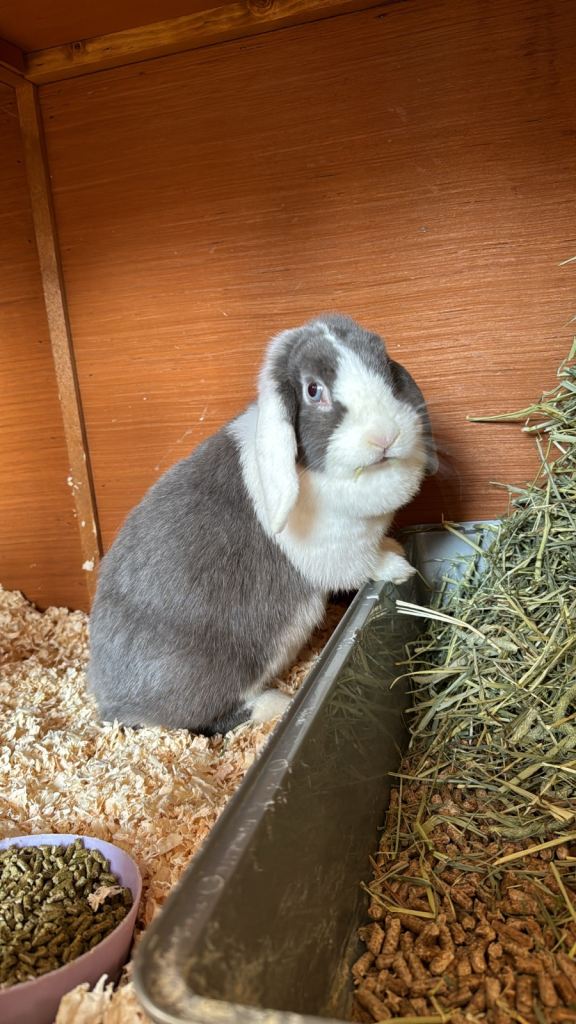 Female Mini Lop 