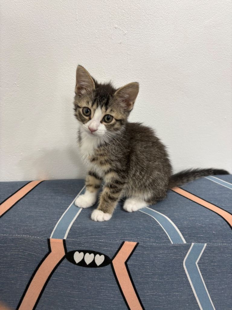 Beautiful Female Tabby & White Kitten — Ready Now