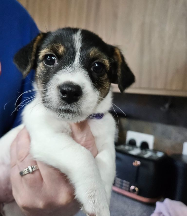 Jack russel girl last of litter 
