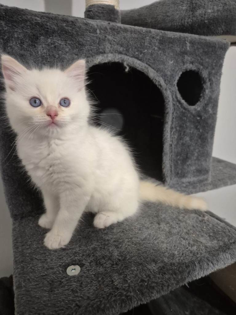 Pure ragdolls 2 flame points and rare mink tortie