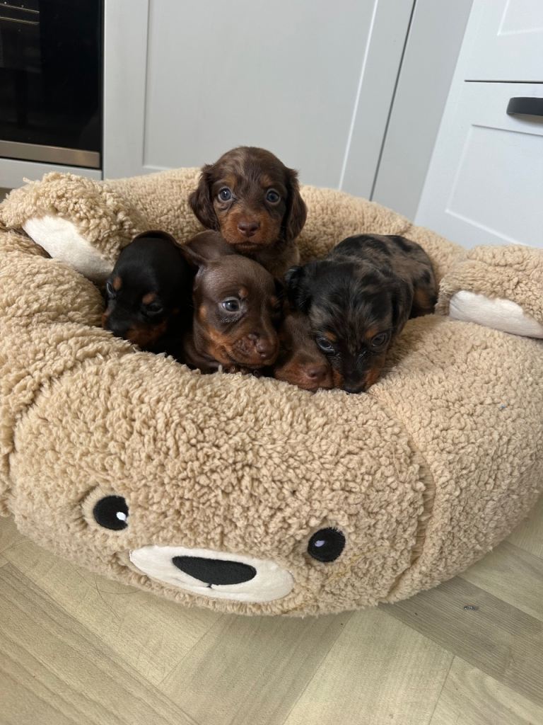❤️ ADORABLE DACHSHUND PUPPIES READY FOR THEIR FOREVER HOMES! ❤️🐾