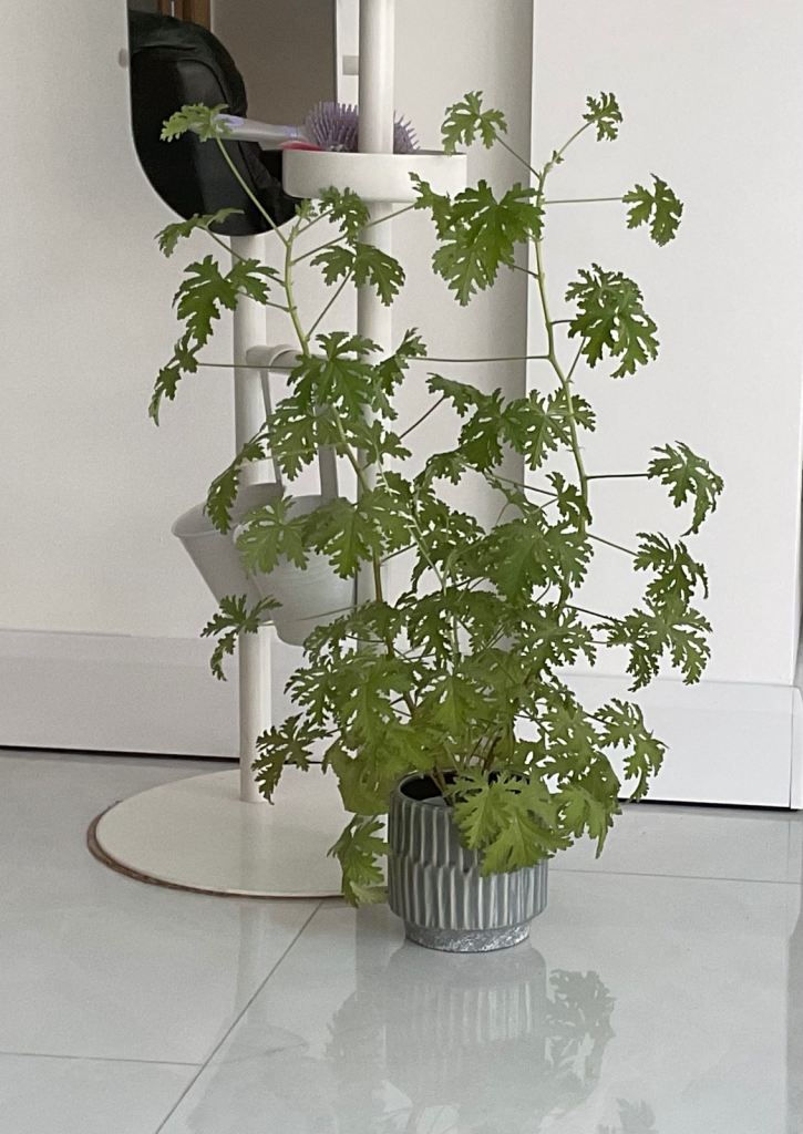 LEMON FRAGRANCED Geranium plant £10 