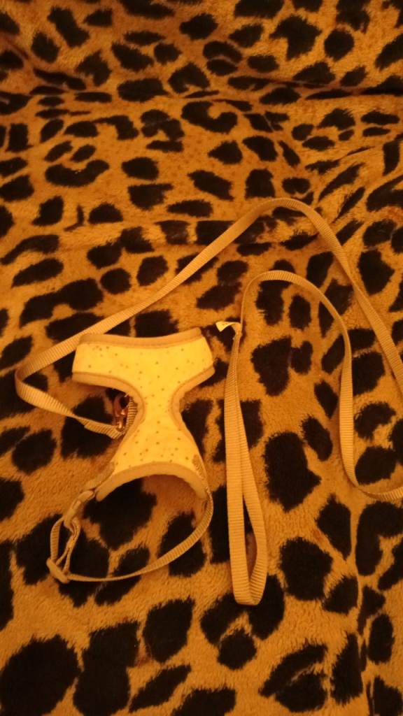 Kitten harness and lead as new £5